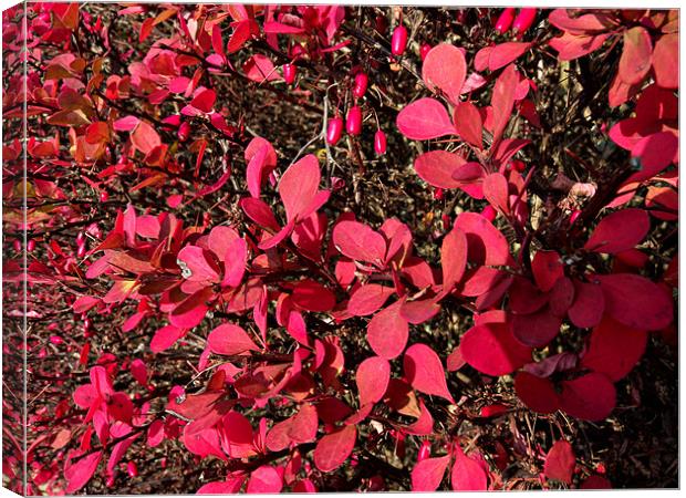 Autumn glory Canvas Print by Robert Gipson