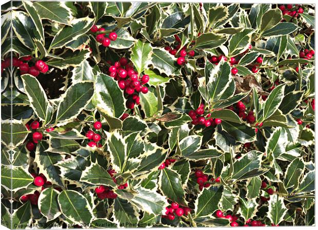 Christmas holly bellies and leaves Canvas Print by Robert Gipson