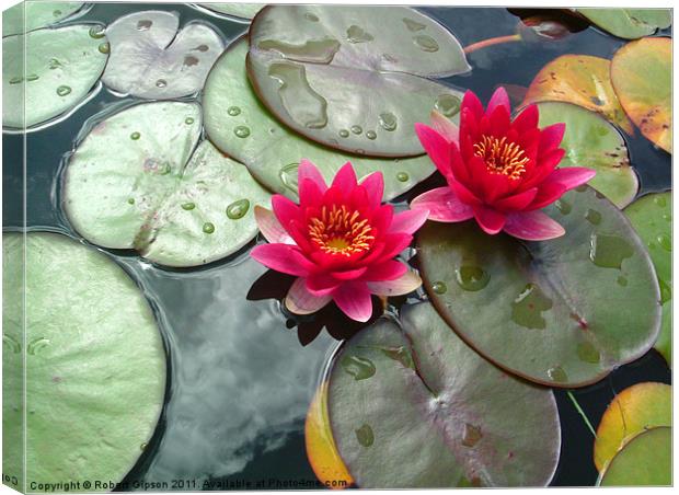 LIly and pads. Nelumbonaceae Canvas Print by Robert Gipson