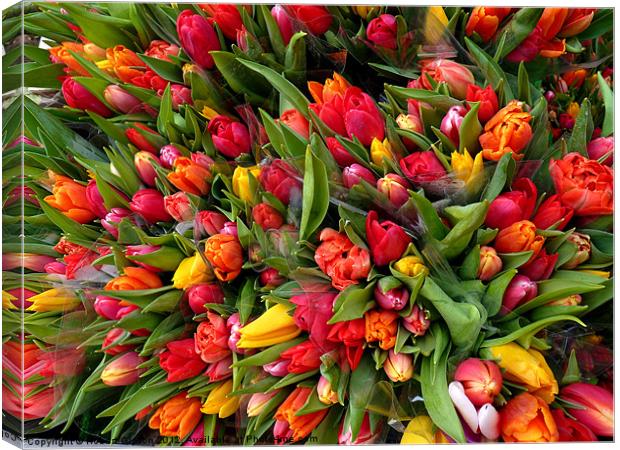 Bunch of tulip flowers Canvas Print by Robert Gipson