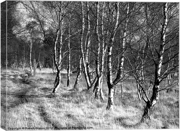 Birch trees on Strensall Common Canvas Print by Robert Gipson