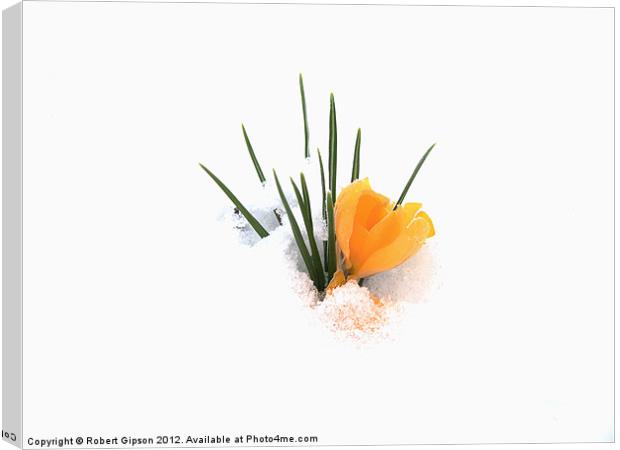 Crocus flower in snow Canvas Print by Robert Gipson