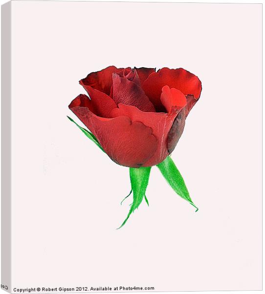 Single red rose Canvas Print by Robert Gipson