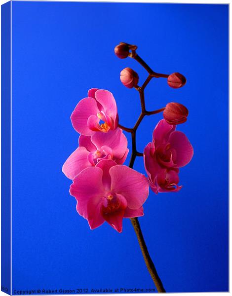 Phalaenopsis Orchid Canvas Print by Robert Gipson