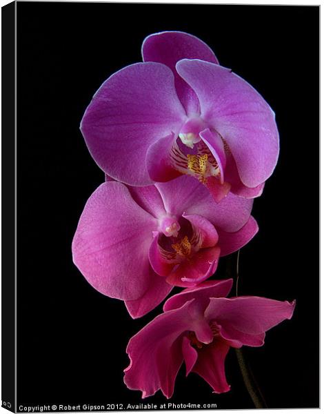 Phalaenopsis purple Orchids on black background. Canvas Print by Robert Gipson