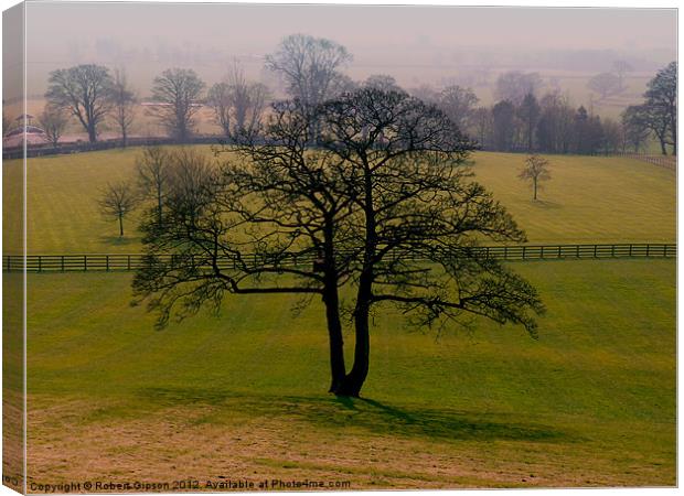 Tree in green field Canvas Print by Robert Gipson