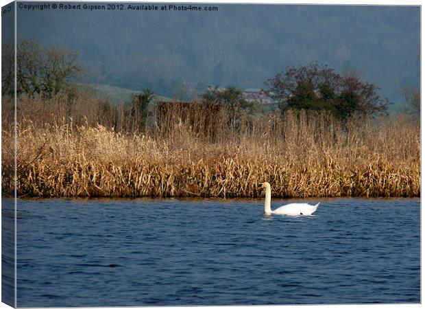 Swan on water Canvas Print by Robert Gipson