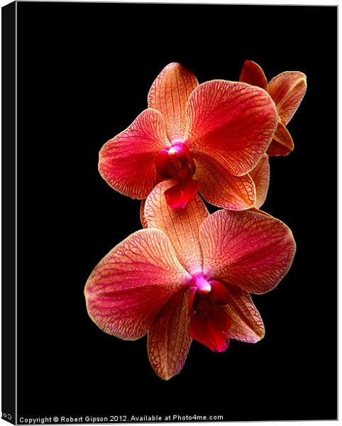 Pink  Orchids on black background Canvas Print by Robert Gipson