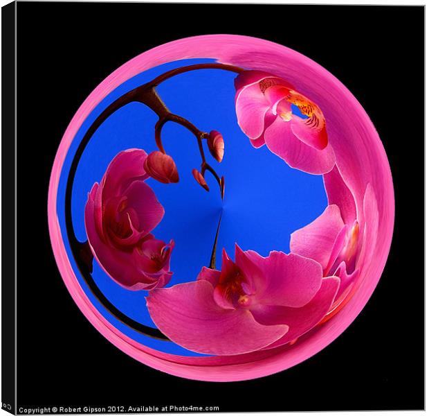 Spherical orchid on black Canvas Print by Robert Gipson