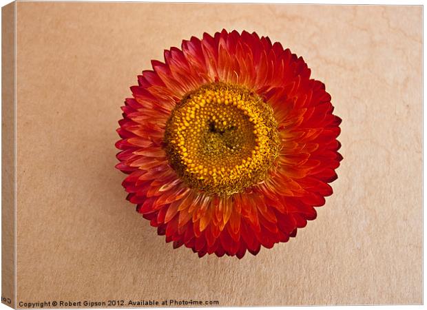 Helicrysum flower Canvas Print by Robert Gipson