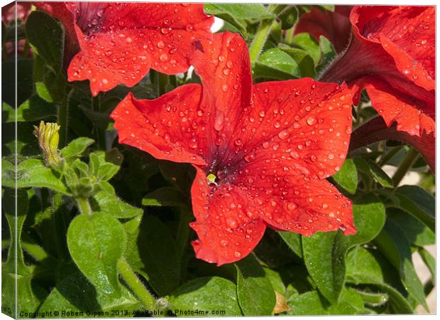 Petunia in the wet. Canvas Print by Robert Gipson