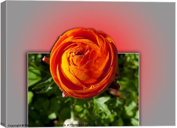 Red Flower with a glow Canvas Print by Robert Gipson