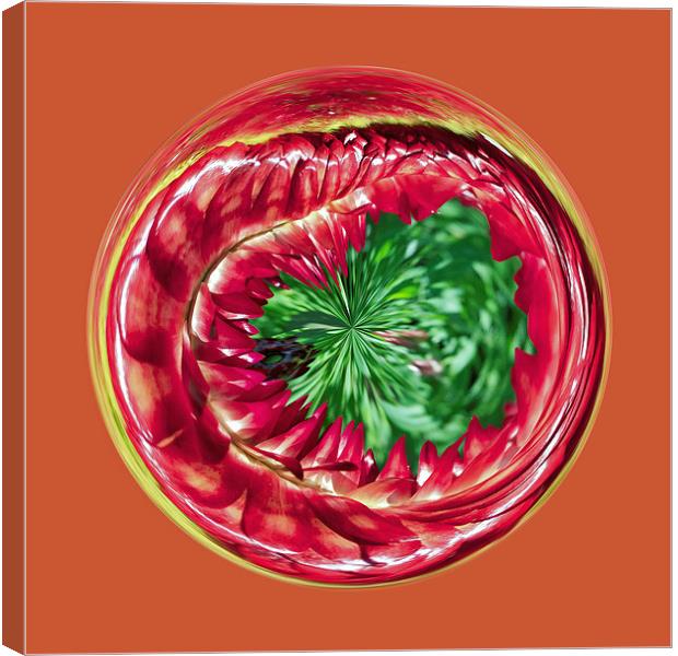 Helichrysum sphere Canvas Print by Robert Gipson