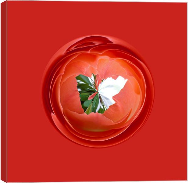 Rose Globe in abstract Canvas Print by Robert Gipson