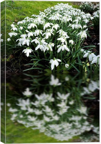 Snowdrops in reflection Canvas Print by Robert Gipson
