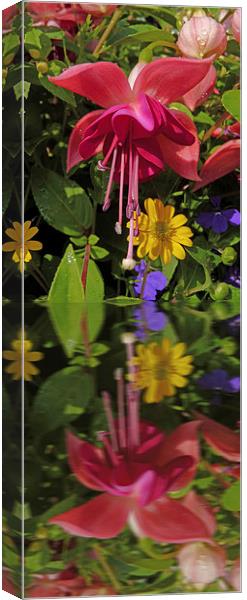 Fuchsia  flower in reflection Canvas Print by Robert Gipson