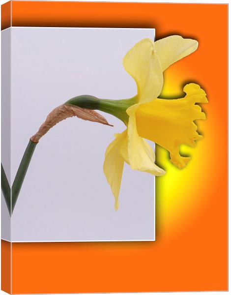 Daffodil flower out the frame Canvas Print by Robert Gipson