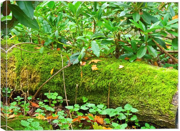 Forest floor and moss Canvas Print by Robert Gipson