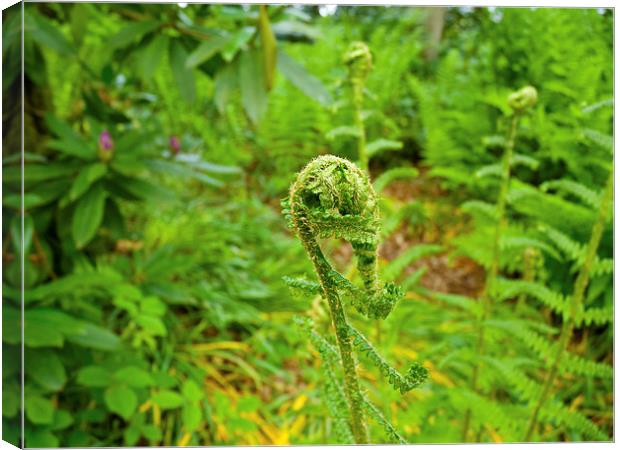 New Growth Canvas Print by Robert Gipson