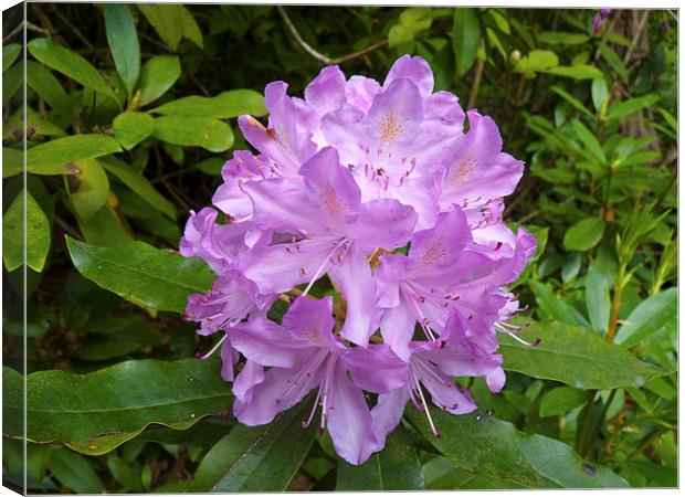 Rhododendron flower bloom Canvas Print by Robert Gipson