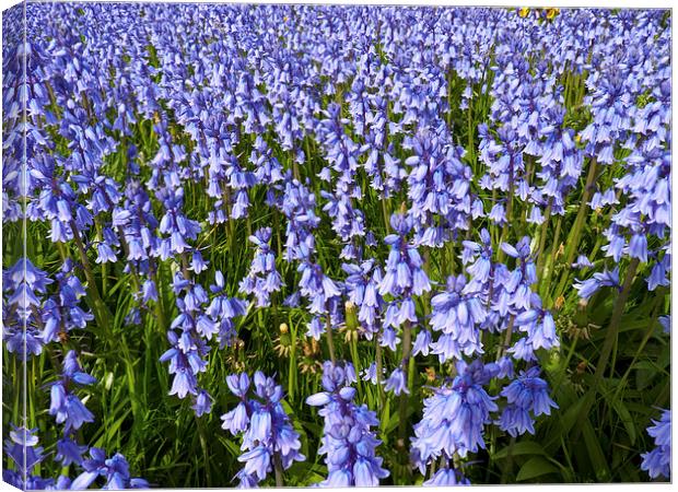 Sea of Bluebells Canvas Print by Robert Gipson