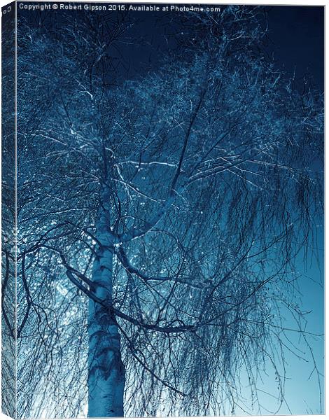 Tree in blue light  Canvas Print by Robert Gipson