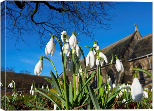   Snowdrops in the English church Canvas Print by Robert Gipson