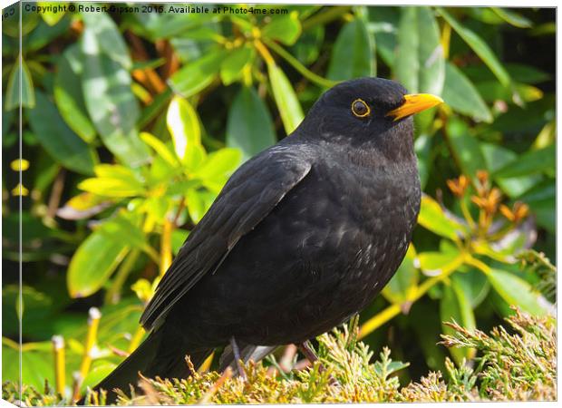  Blackbird in colour Canvas Print by Robert Gipson