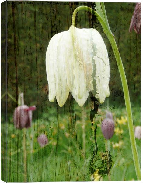  Fritillaria flower on wood Canvas Print by Robert Gipson