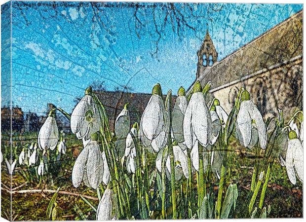  Snowdrops on texture Canvas Print by Robert Gipson