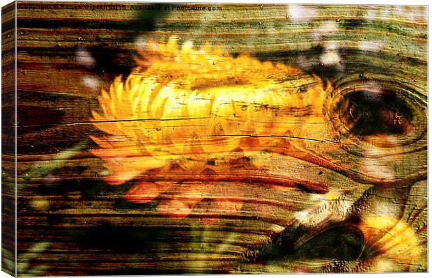 Ghost Flower Canvas Print by Robert Gipson