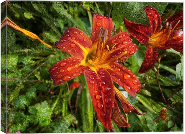  Red Lily on texture Canvas Print by Robert Gipson