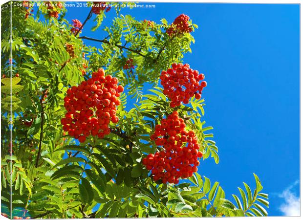   Rowan tree  with red berries Canvas Print by Robert Gipson
