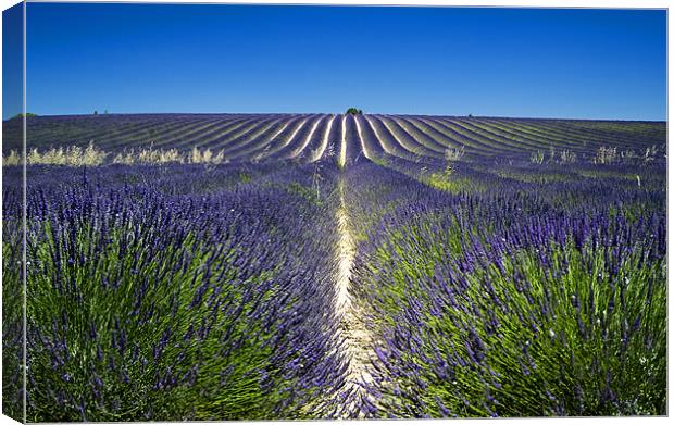 Lavander fields Canvas Print by Andy Wager
