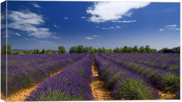 Lavander and sky Canvas Print by Andy Wager