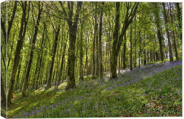 Bluebell Woods. Canvas Print by Daniel Bristow
