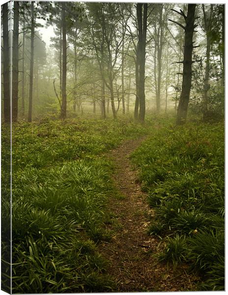 Black Down Woods Canvas Print by Daniel Bristow