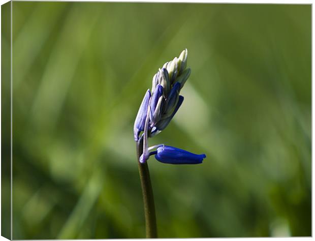 BlueBell Canvas Print by Daniel Bristow