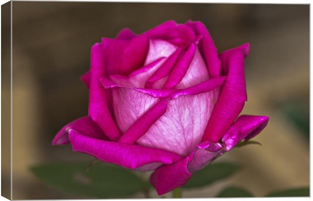 Pink Rose Canvas Print by Steve Purnell