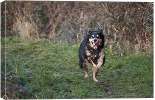 Onrushing Dog Canvas Print by Steve Purnell