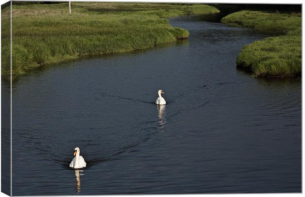 Two Swans Canvas Print by Steve Purnell