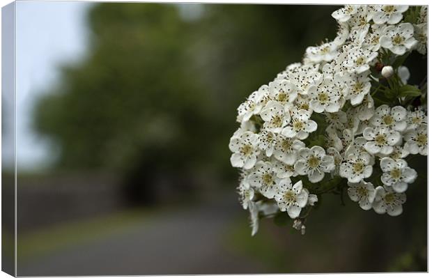 Hawthorn Blossom Canvas Print by Steve Purnell