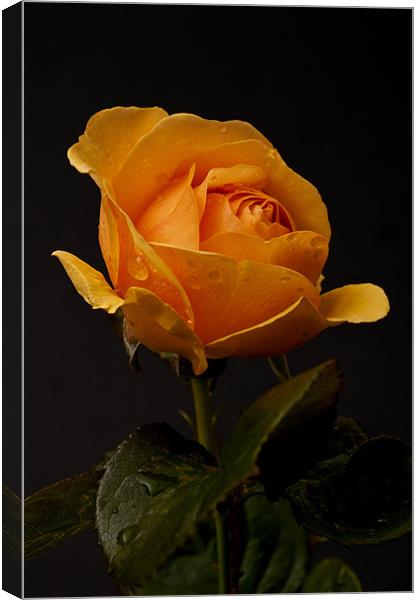 Orange Rose Canvas Print by Steve Purnell
