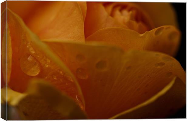 Orange Rose Dewdrop Canvas Print by Steve Purnell
