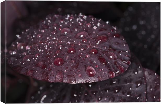 Raindrops on leaf Canvas Print by Steve Purnell