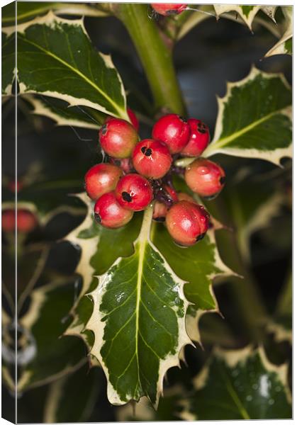 Holly and berries Canvas Print by Steve Purnell