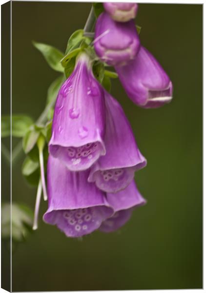 Foxgloves Canvas Print by Steve Purnell