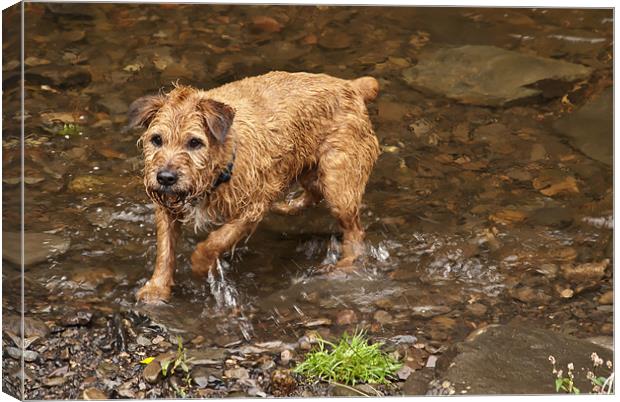 Wet Dog Canvas Print by Steve Purnell