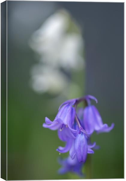 Enchanting Bluebell Symphony Canvas Print by Steve Purnell