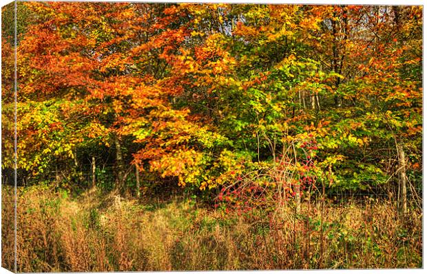 Autumn Canvas Print by Steve Purnell